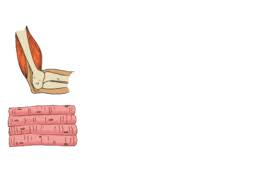 Berikut ini merupakan contoh surat tugas ✅ seperti surat dinas, guru, kerja, perusahaan, pelatihan dan organisasi ✅. Membuat Gambar Cover Buku Otot Pada Manusia Kelas V Sd Mi Tema 1 Sub Tema 2 Pembelajaran 5 Gurune Net