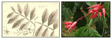 Image result for Quassia undulata