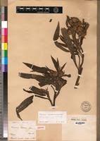 Image result for Vernonia galamensis