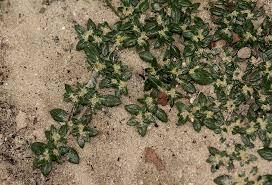 Image result for Guilleminea densa