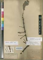 Image result for Phragmanthera polycrypta