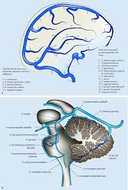 Immobility, active cancer, obesity, traumatic damage and congenital disorders that make clots more likely are all risk factors for deep vein thrombosi Venose Entwicklungsanomalien Springerlink