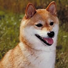 Shiba inu breeders in australia and new zealand. Puppyfind Shiba Inu Puppies For Sale