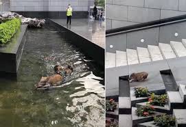 Bank of china tower, 1, garden road, central, hong kong. Family Of Wild Boars Takes A Dip In The Fountain Outside Bank Of China Tower Coconuts Hong Kong