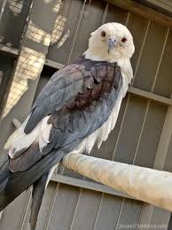 Birds That Look Like Eagles In Florida Meet The Swallow Tailed Kite Swallowtailedkite Bird Florida Southamerica Wildlife Animals Nature Outdoors Birds Painting Wildlife Photography Animals