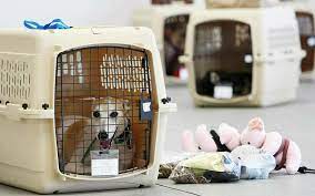 pravila perevozki zhivotnyh v samolete sobak koshek dokumenty