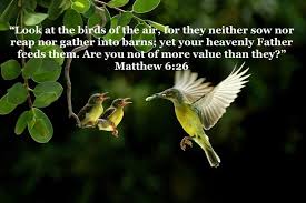 Birds Of The Air Worried Try Contentment Day 5 Look At The Birds Of The Air For They Neither Sow Nor Reap Nor Gather Into Barns Y Heavenly Father Matthew 6 26 No Worries