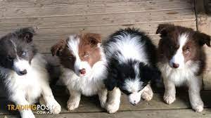 This very beautiful young dog is flint who is just 15 months old. Purebred Long Haired Border Collie Pups