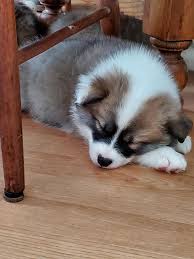 Find the perfect puppy for you and your family. Haustlita Icelandic Sheepdog Puppies Pet Service South Lyon Michigan 703 Photos Facebook