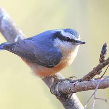 What kind of tree does a nuthatch live in? Wildlife Moment Red Breasted Nuthatch The Bird With A Weird Bill Outdoors And Recreation Yakimaherald Com