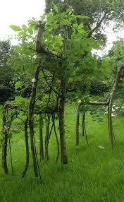 This Designer Doesn T Make Chairs He Grows Them From Trees Plants Growing Tree Trees To Plant