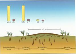 Image result for Ancylobothrys robusta