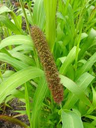 Image result for Isachne mauritiana