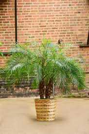 Image result for Phoenix roebelenii