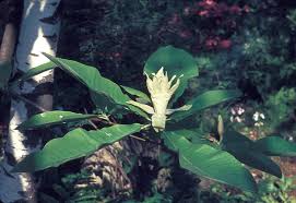 The alternate leaves may be up to 2 feet long. Magnolia Tripetala Umbrella Tree Go Botany