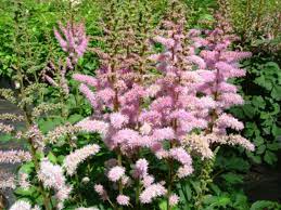 Astilbe / ə ˈ s t ɪ l b iː / is a genus of 18 species of rhizomatous flowering plants within the family saxifragaceae, native to mountain ravines and woodlands in asia and north america. Prachtspiere Chinesische Prachtspiere