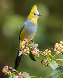 Birds Name With Picture Photography By Boe Baty Birds Photography Nature Bird Photography Cute Birds