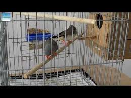Zebra Finch Panosundaki Pin