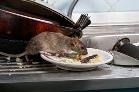 Removing rodents can sometimes be as easy as setting a mouse trap; Pest Advice For Controlling Rats