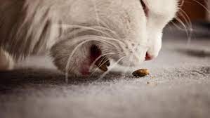 Check spelling or type a new query. Jenis Makanan Kucing Dan Cara Tepat Memilihnya Hot Liputan6 Com