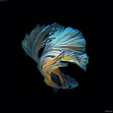 Then keep reading to find out all the common causes, as well as what are the symptoms of betta fish bloat? Amazing Betta Fish