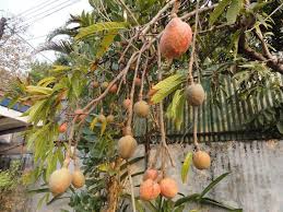 Image result for Annona reticulata