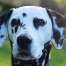 Passing her herding instinct test. Learn About The Dalmation Dog Breed From A Trusted Veterinarian
