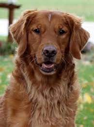Fletcher American Field Golden Retriever Golden Retriever Red Retriever Red Retriever Puppy