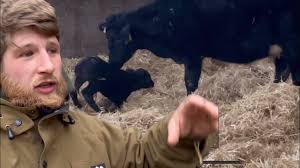 Calving season, a busy day