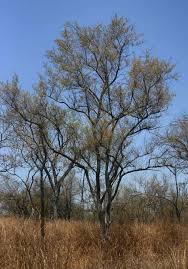 Image result for Combretum hereroense