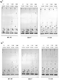 Dna is a double helix structure comprised of nucleotides. Coupling Ribose Selection To Fidelity Of Dna Synthesis Journal Of Biological Chemistry