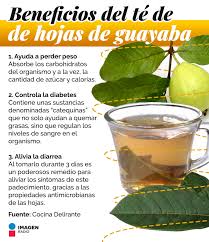 🍵🌿 Además de comer #guayaba, puedes aprovechar los beneficios de sus hojas 👇