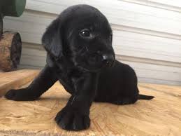 Puppies, dogs supplies for sale. Chocolate Lab Puppies For Sale Evansville In