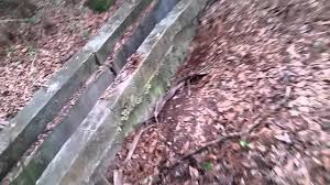 Image result for dip vat