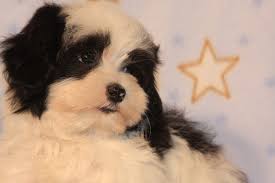 Cornerstone kennels is located in the heart of the sacramento valley in northern california. California Havanese Puppies Available Angie S Havanese Puppies