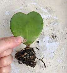 Water hoya plants when the potting soil becomes almost completely dry. Guide Hoya Kerrii Leaf And Paw