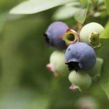 Check spelling or type a new query. How To Identify Wild Blueberries Of Florida Ehow Com Wild Blueberries Blueberry Blueberry Plant