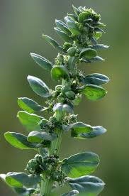 Image result for Spinacia oleracea