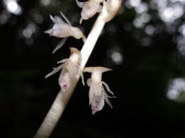 Image result for Epipogium roseum