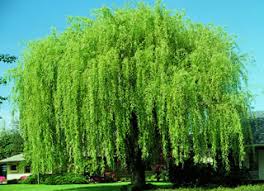 Maybe you would like to learn more about one of these? Wisconsin Weeping Willow Shade Trees Stark Bro S