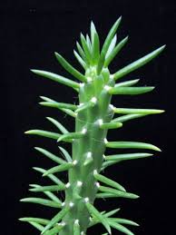 Austrocylindropuntia Subulata Eve S Needle Cactus World Of Succulents Cactus House Plants Succulents Cactus Plants