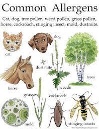 Thriving With Allergies Rush Immunotherapy Environmental Allergens And D Allergy Shots Immunotherapy Allergies