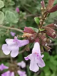 Image result for Clinopodium