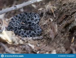 Dusky pygmy rattlesnake at florida museum of natural history. Dusky Pygmy Rattlesnake In Florida Stockbild Bild Von Herpetologie Leben 166605395
