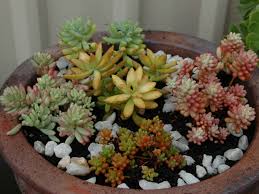 Check spelling or type a new query. How To Grow And Care For Sedum World Of Succulents