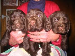 For dog shows and quality breeding. Filed Spaniel Doginfo History Temperament Training Pictures