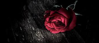 Black Background With Rose Petals Rose Petal Flower Love Background Red Roses Background Red Flower Wallpaper Rose Background