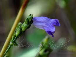 Image result for Acanthopale pubescens