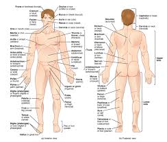 Human being anatomy blood circulation principal veins and. Basic Body Parts Diagram Quizlet