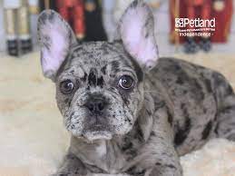 Blue french bulldog puppies missouri. French Bulldog Dog Female Blue Merle 2558279 Petland Independence Mo